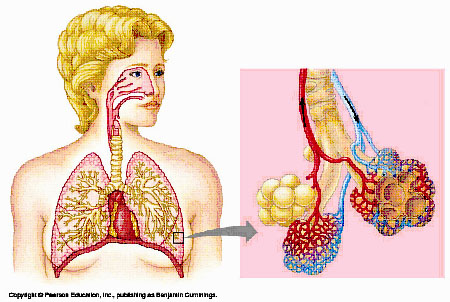 Grade 7: The Respiratory System and Lungs Lesson 1: The Lungs and ...